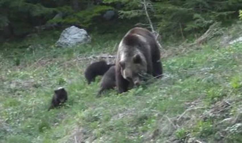 Prva šetnja Velebitom