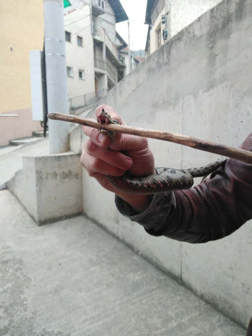 Poskok u rukama zmijolovca iz Užica