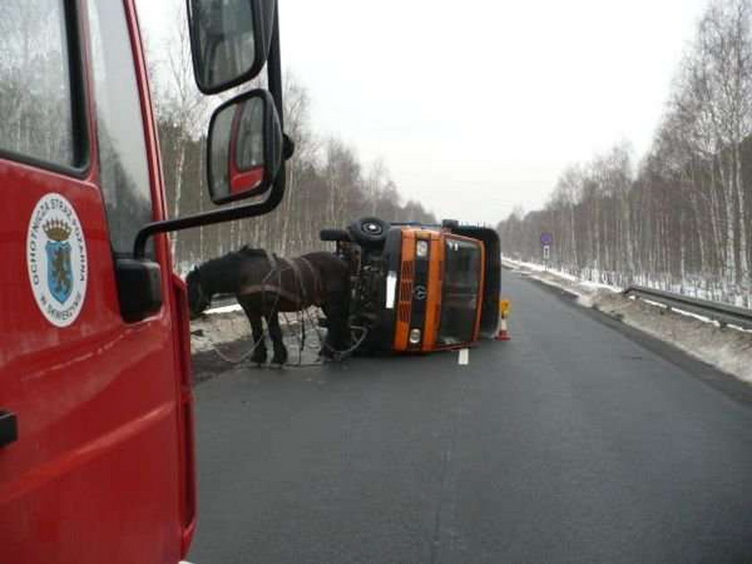 Głupota! Rolnik zaprzągł konia do ciężarówki