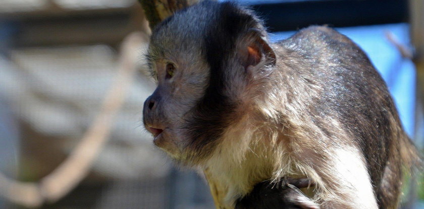 Nieodpowiedzialne zachowanie gości ZOO. To się mogło bardzo źle skończyć