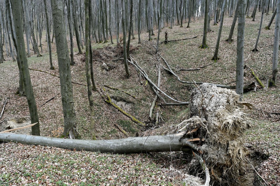 W Polsce jest 9,3 mln ha lasów, z czego 7,2 mln ha znajduje się w zarządzie Lasów Państwowych