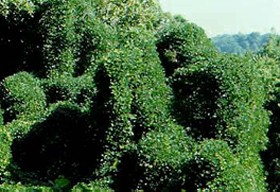 kudzu-d00000C2875dc4995ec4e