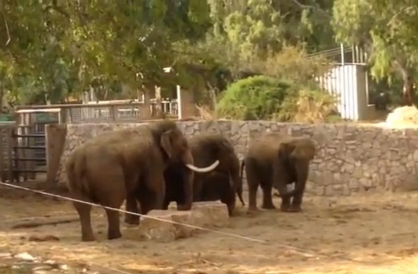 Slonovi iz Ramat Gana