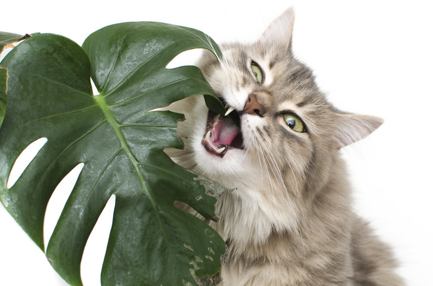 Kot może się zatruć po zjedzeniu niektórych roślin doniczkowych - vitaly tiagunov/stock.adobe.com