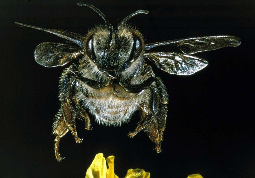 Pszczoły grozy atakują