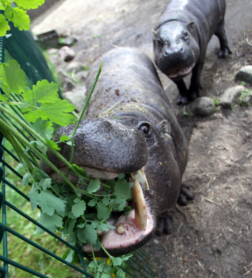 Hipopotamy z gdańskiego zoo