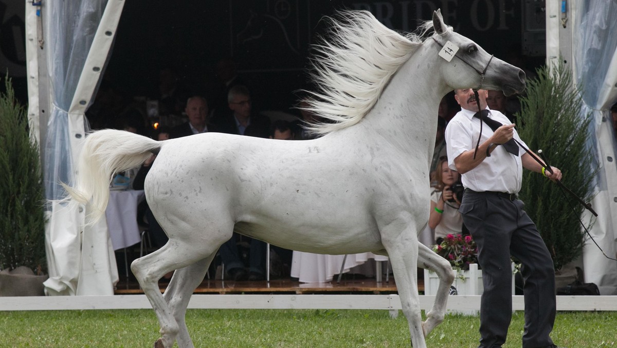 Aukcja koni arabskich Pride of Poland