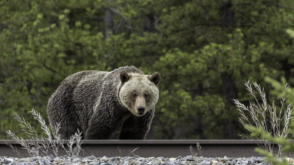 Niedźwiedź gonił  dwoje turystów w rejonie Doliny Demianowskiej w Niżnych Tatrach (zdj. ilustracyjne)