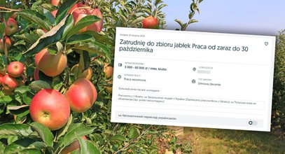 2 tys. zł dziennie za zrywanie jabłek. W Polsce! Spytaliśmy sadowniczkę, jak to możliwe