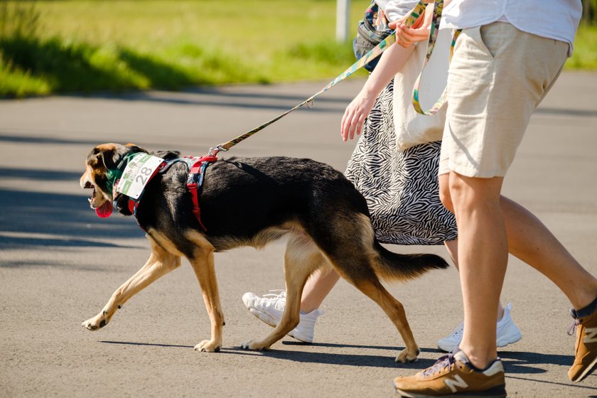 Psi Maraton po raz pierwszy zorganizowano w Parku Śląskim