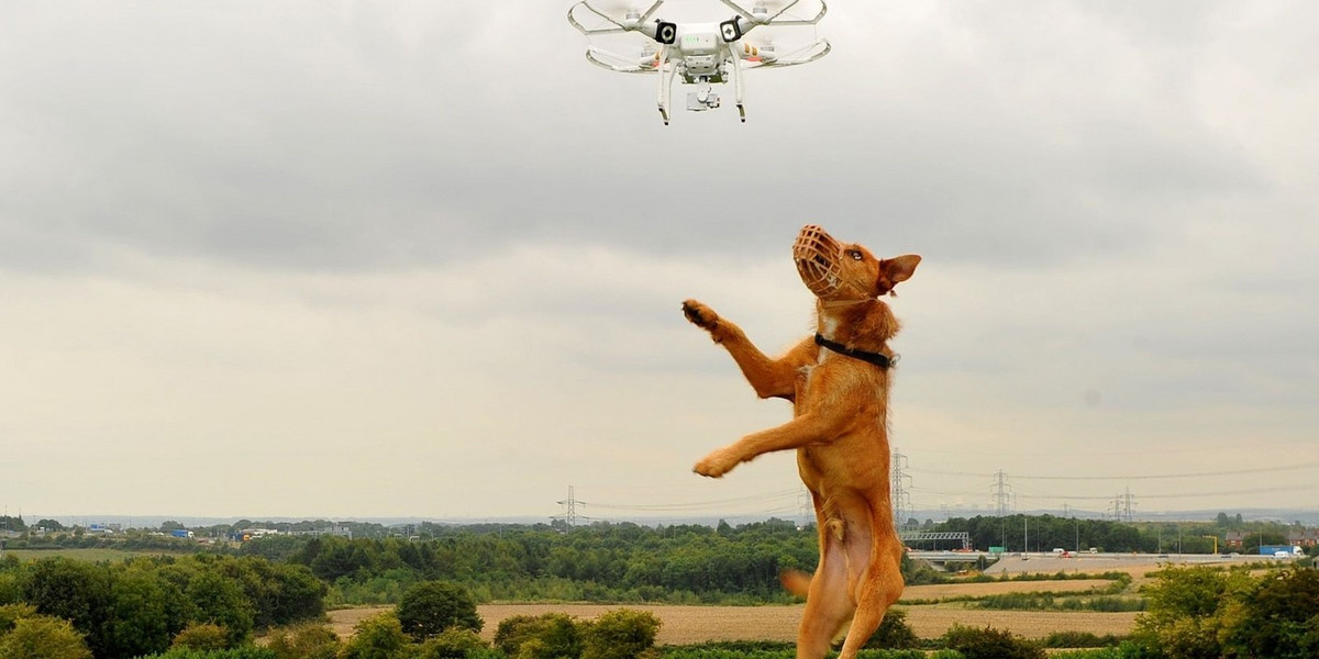 IBM chce stworzyć drona, który będzie zajmował się psami 
