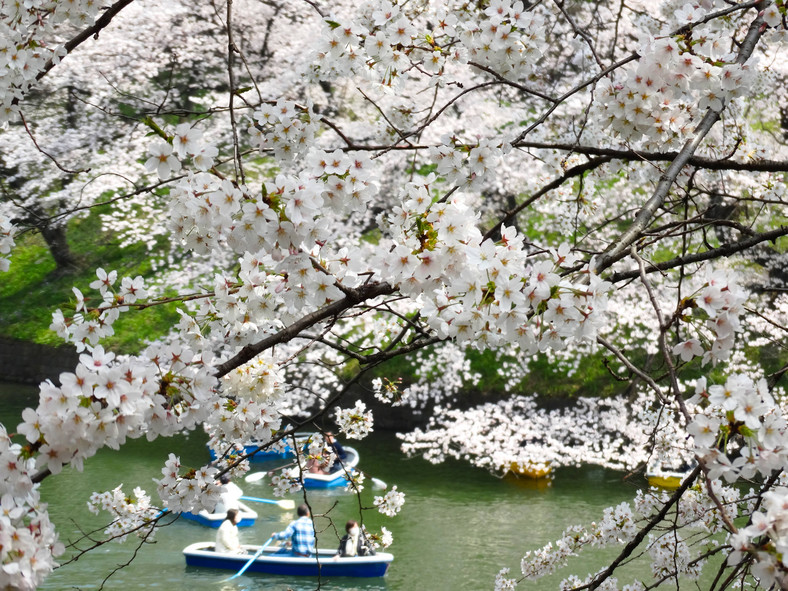 Pod koniec marca w Japonii kwitną wiśnie
