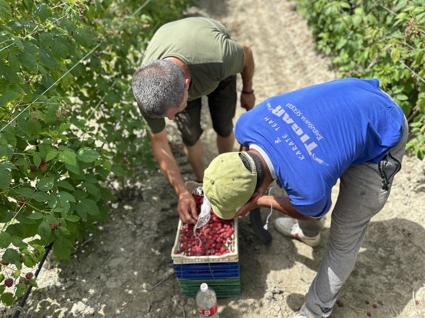 Berači malina i rad po najvećem suncu
