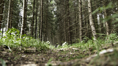 Erdőben találták meg az eltűnt fehérorosz tüntető holttestét