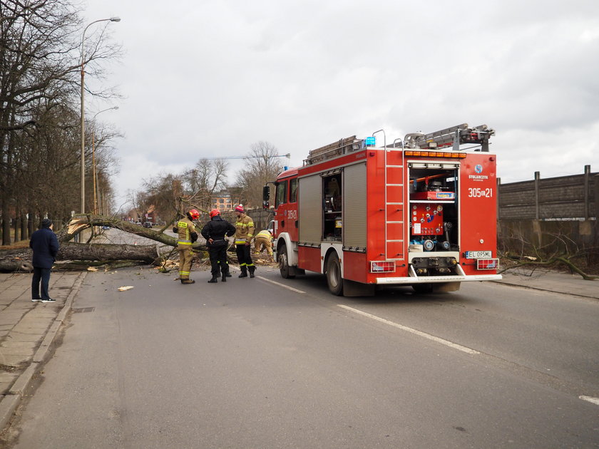 Drzewo runęło na ulicę w Łodzi