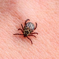 A Lyme-kór fázisai: hogyan fejlődik ki és mit tehet ellene?