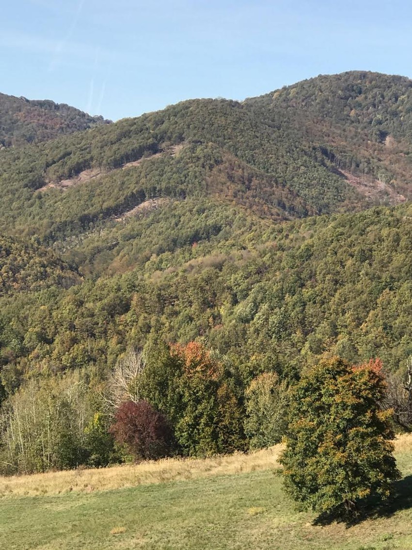 Šumokradice pustoše i šume u Južnom Kučaju 