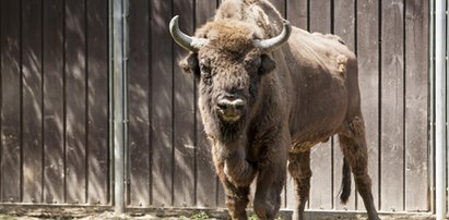 Żubr zaatakował go w stodole