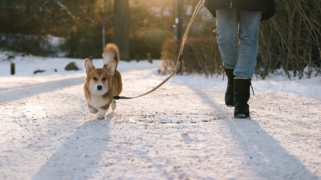 Ako dlho by ste mali psa venčiť, závisí od jeho plemena a veku.