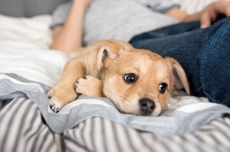 te rasy psów żyją najdłużej. rekordziści mogą żyć nawet 20 lat