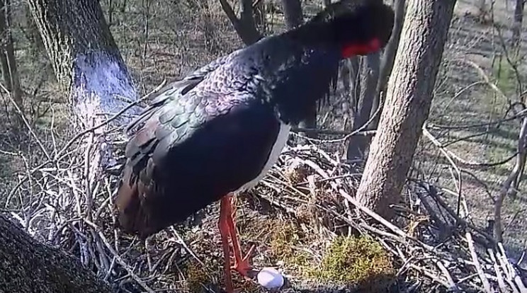 Fekete gólya pár első tojása / Fotó: Duna – Dráva Nemzeti Park