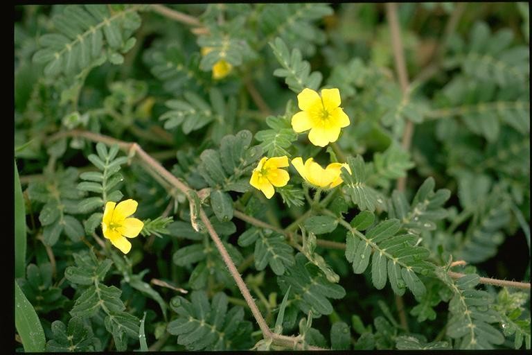 The Tribulus plant is taken as a supplement 