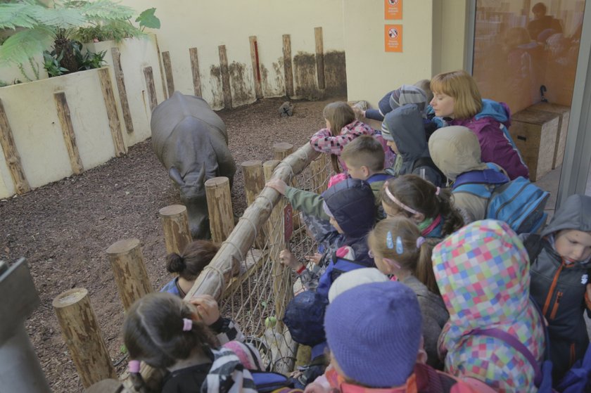 Dzieci oglądają nosorożca indyjskiego we wrocławskim zoo