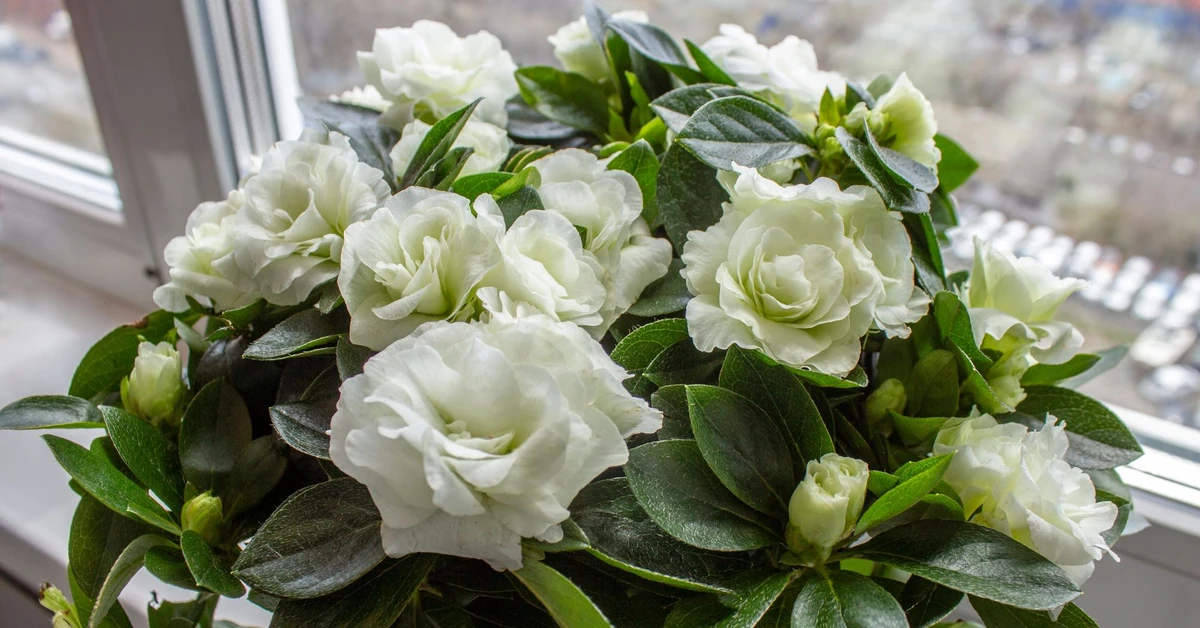 Pachnie jak drogie perfumy. Ten kwiat to prawdziwa ozdoba parapetu i naturalny sposób na piękny zapach w domu