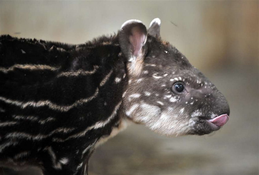 Mały tapir gwiżdże na tatę :P