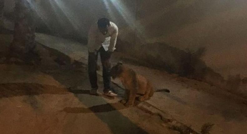 3 arrested after pet lion escaped prowling the streets for several hours.