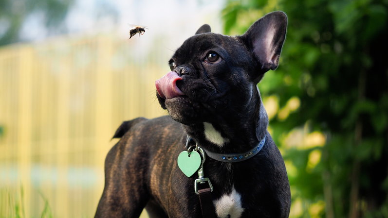 Psy często polują na przeróżne owady