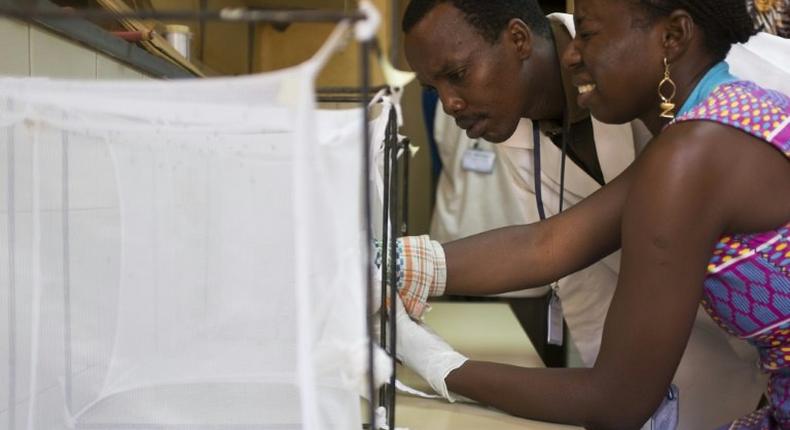 A volunteer in Burkina Faso puts her arm in a box with mosquitoes to test Faso Soap, a project to create a cheap product to repel mosquitoes and protect people from malaria