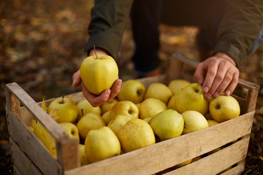 Warto wspierać lokalnych producentów i to od nich kupować świeże, niepryskane owoce