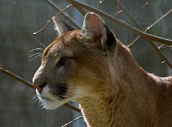 Tak urzędnicy złapią opolską pumę