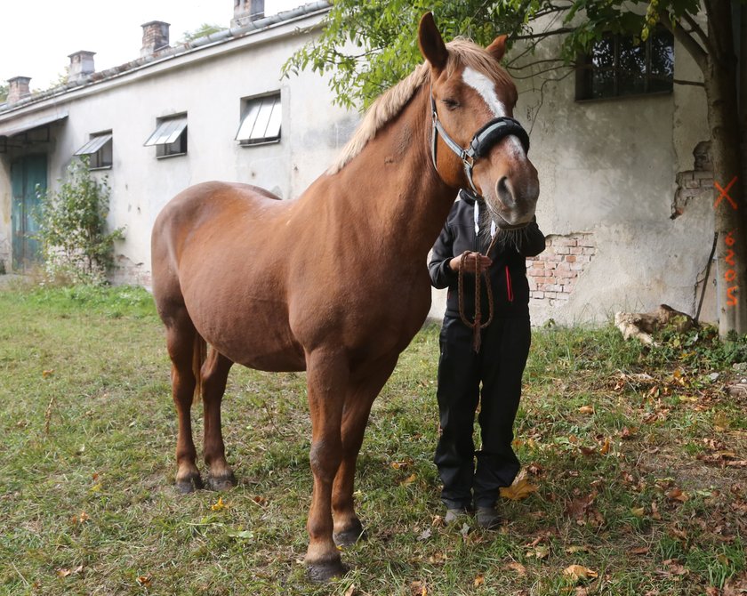 Zbiórka na Florę, klacz do hipoterapii