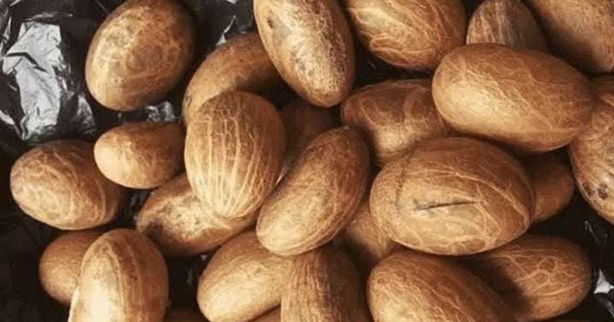 Benefits of bitter kola Pulse Uganda