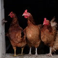 Ukraińskie kurczaki walczą z polskim drobiem