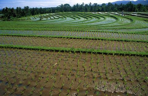 Galeria Indonezja w 5 tygodni. Między Jawą a Flores, obrazek 48