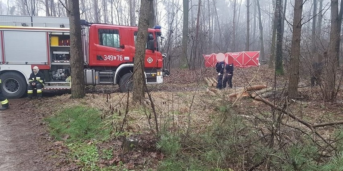 48-latek przygnieciony przez drzewo w lesie pod Toruniem.