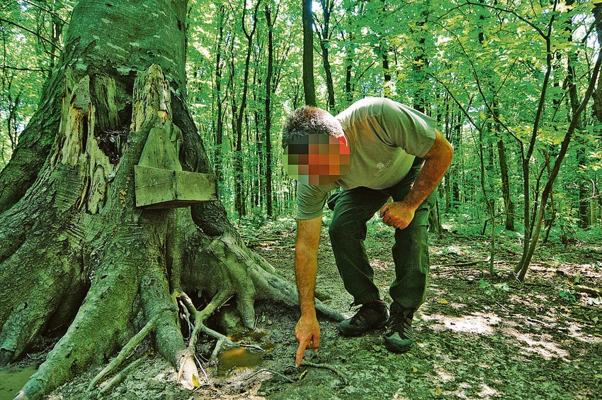 Tartufi rastu ispod zemlje, otkrivaju ih njuhom psi ili mangulice, a tragači se često međusobno sukobljavaju