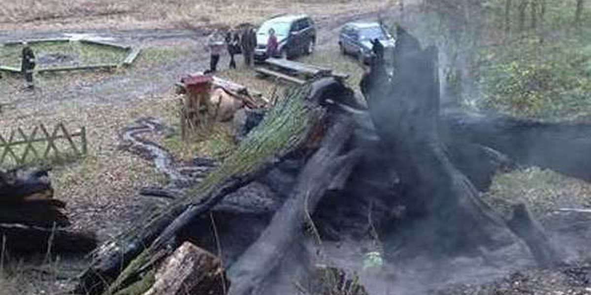 Wandale zniszczyli słynne drzewo-pomnik