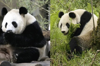 Pandy są najbardziej przereklamowanymi zwierzętami na świecie
