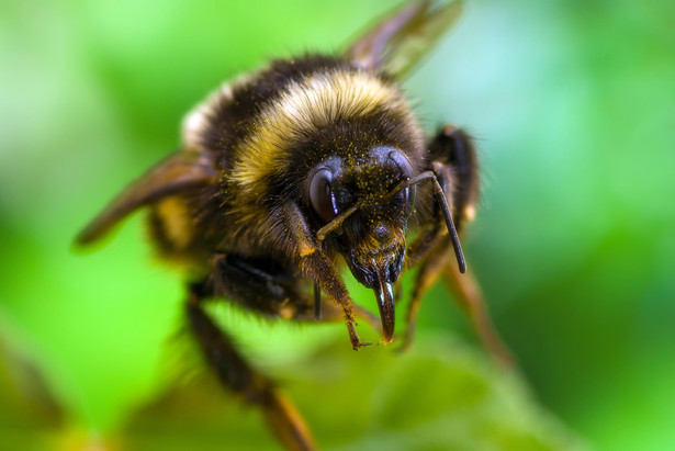 Pszczoły umierają z głodu