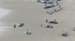 An aerial view shows melon-headed dolphins stranded on the coast in Hokota