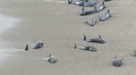 An aerial view shows melon-headed dolphins stranded on the coast in Hokota