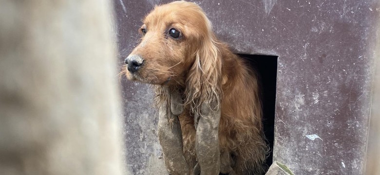 Skrajnie zaniedbany spaniel trzymany w błocie i odchodach