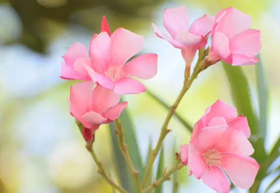 Oleander. Poznaj odmiany i zasady pielęgnacji rośliny 