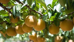 Grusza azjatycka Nashi zachwyca smakiem i wyglądem. Owoce są słodkie i soczyste. Kiedy sadzić gruszę azjatycką w ogrodzie?