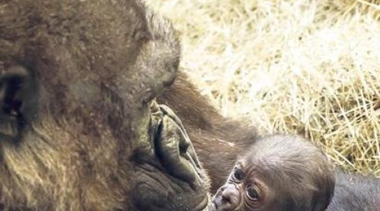 Így öleli a gorillamama kicsinyét!