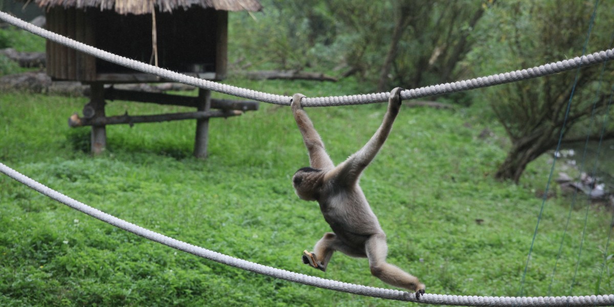 gibon zoo gdańsk